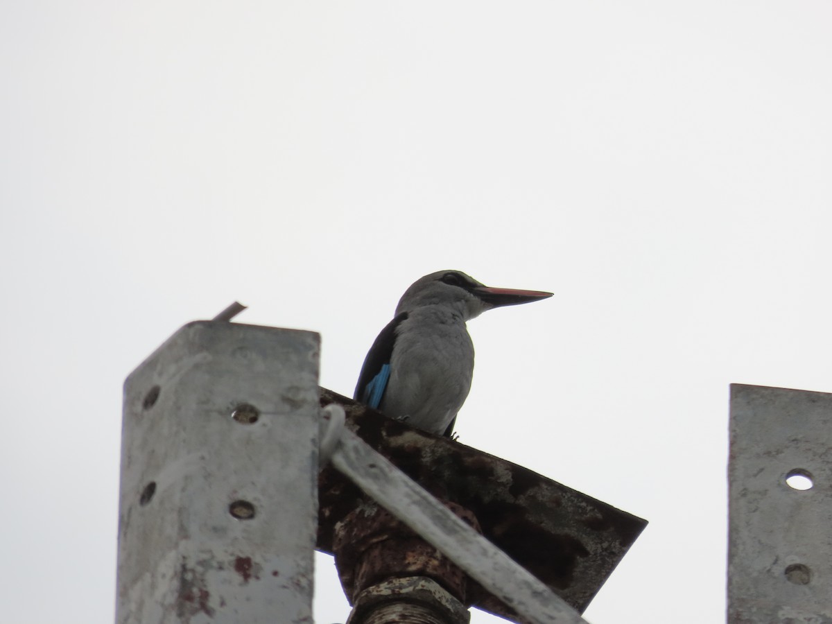 Woodland Kingfisher - ML632143916