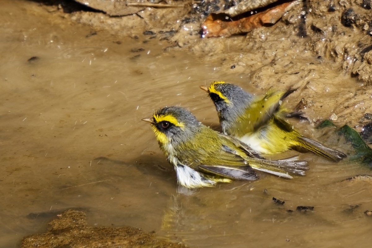 Black-faced Warbler - ML632143922