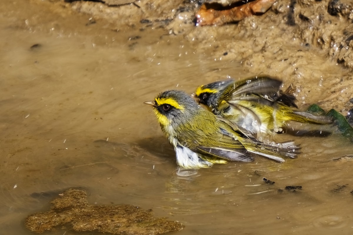 Black-faced Warbler - ML632143923