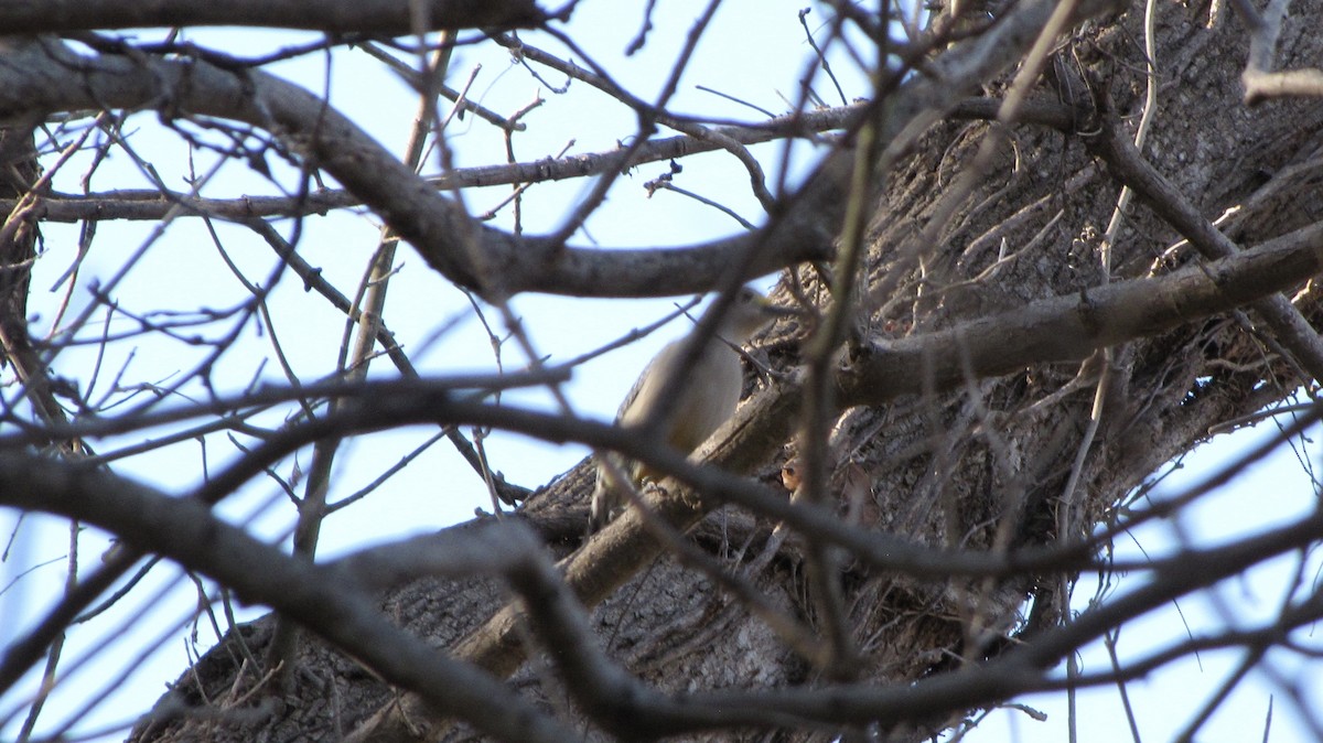 Golden-fronted Woodpecker - ML632143931