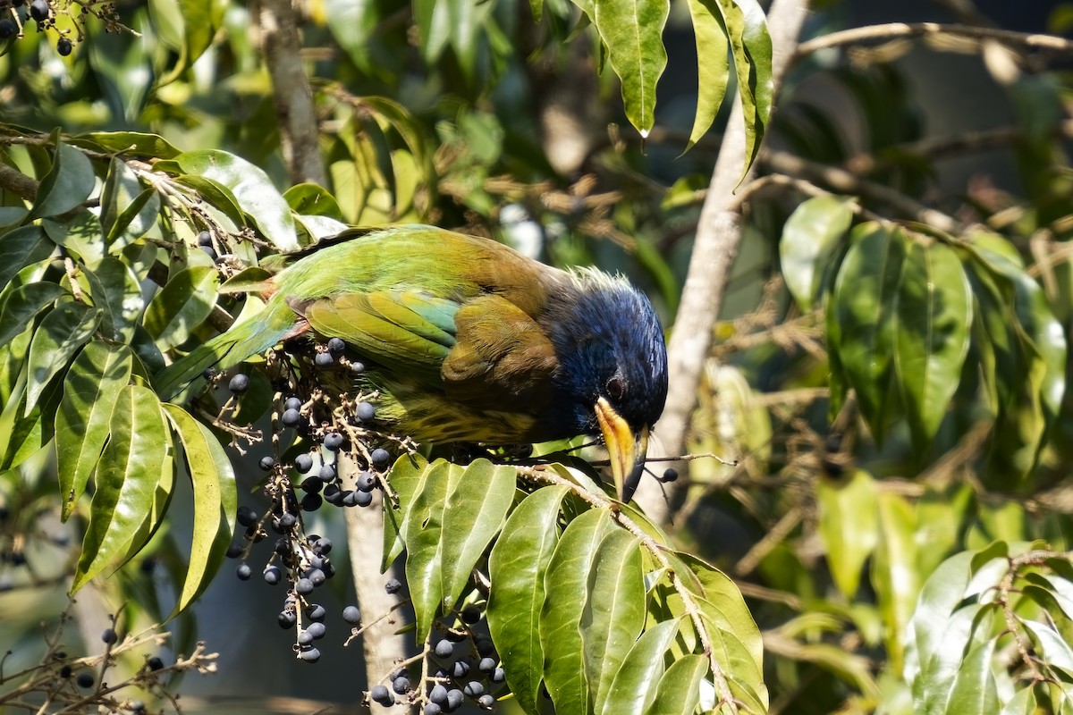 Great Barbet - ML632143932