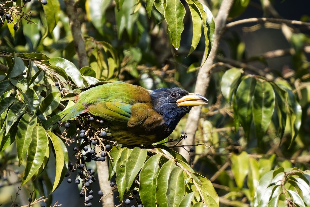 Great Barbet - ML632143934