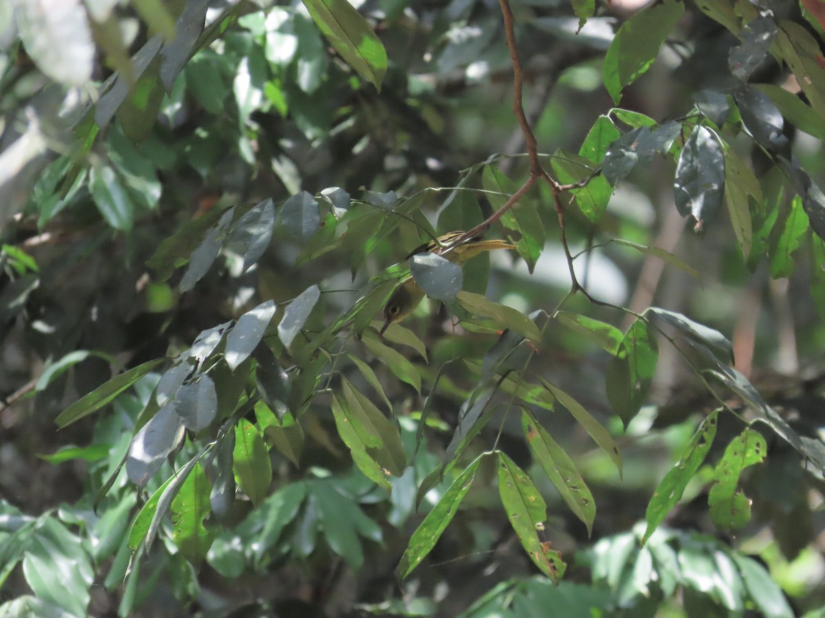 Northern Yellow White-eye - ML632143953