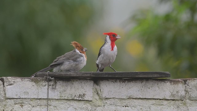 コウカンチョウ - ML632143989