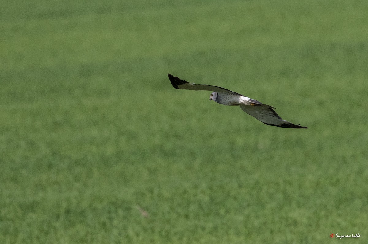 Northern Harrier - ML63214401