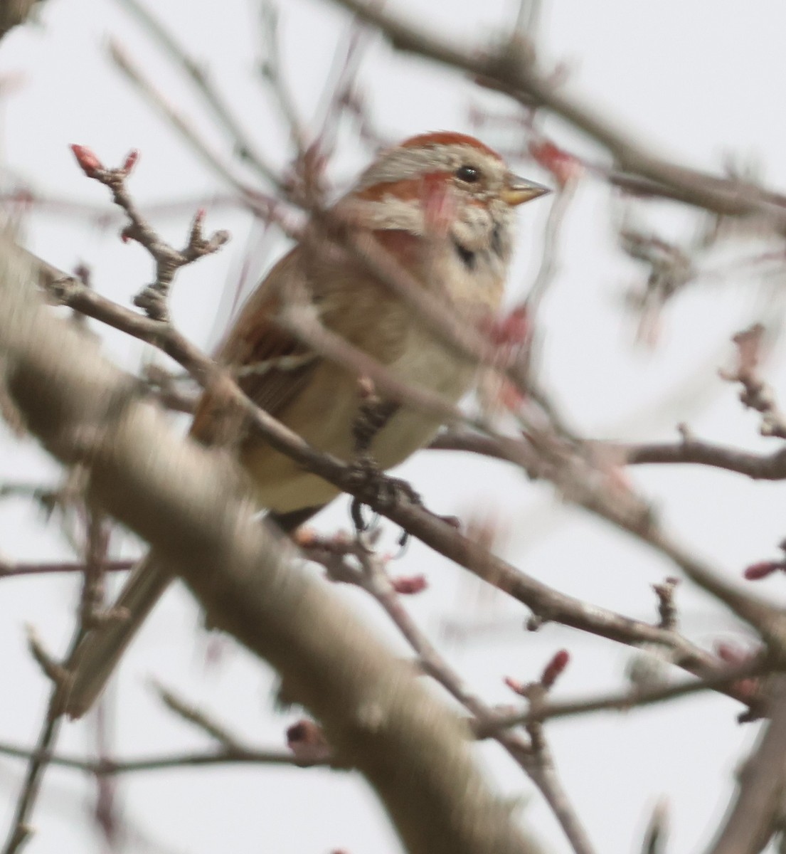 American Tree Sparrow - ML632144039