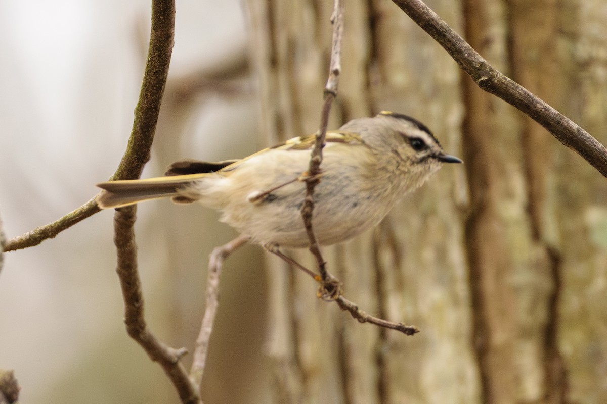 ildkronefuglekonge - ML632144226