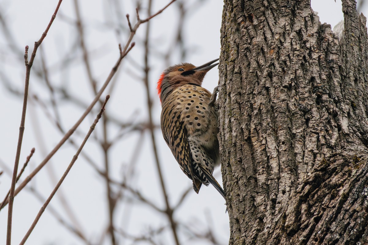 gullspett - ML632144233