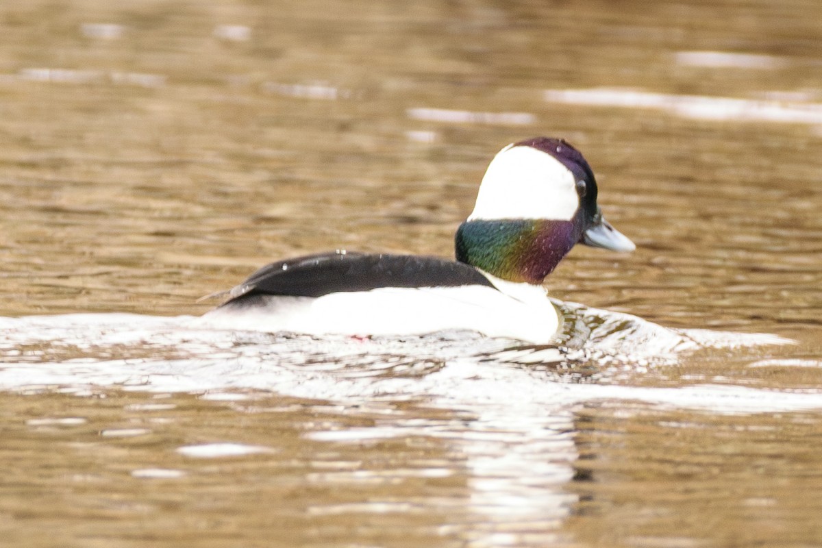 bøffeland - ML632144242