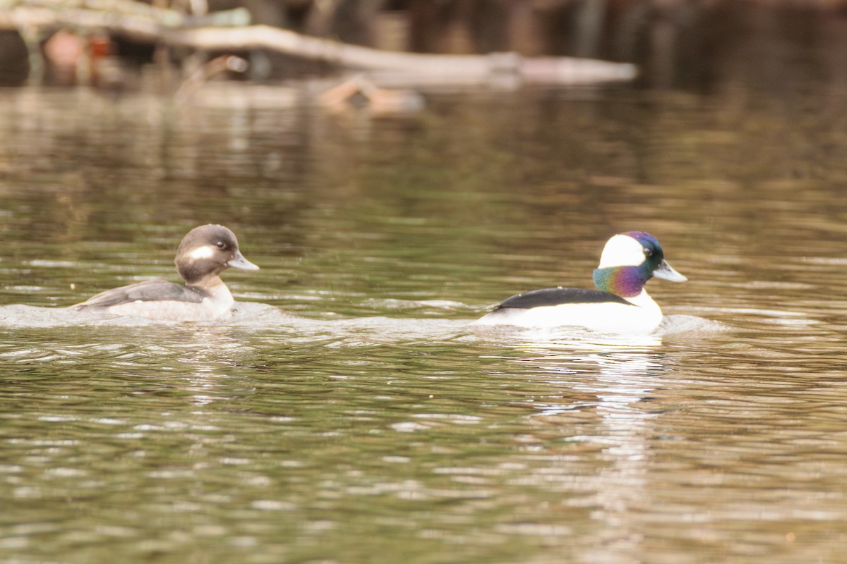 bøffeland - ML632144243