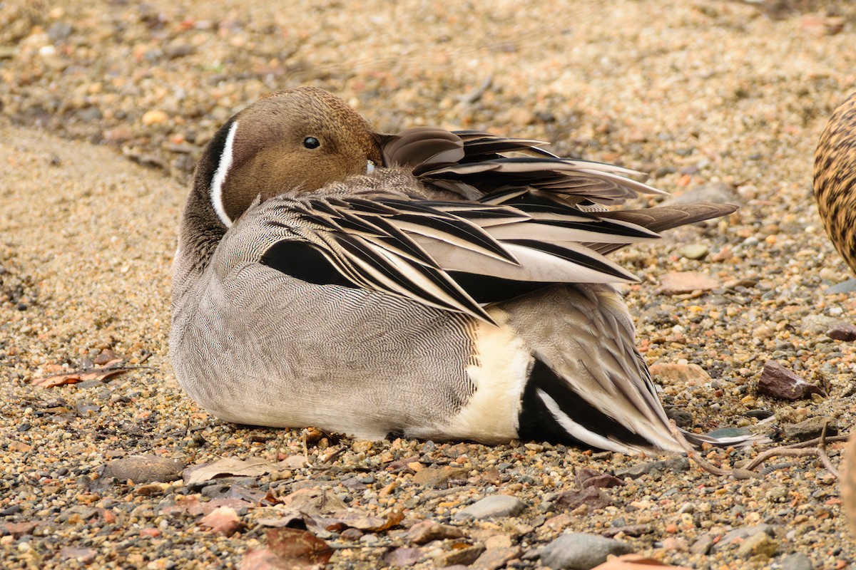 stjertand - ML632144247