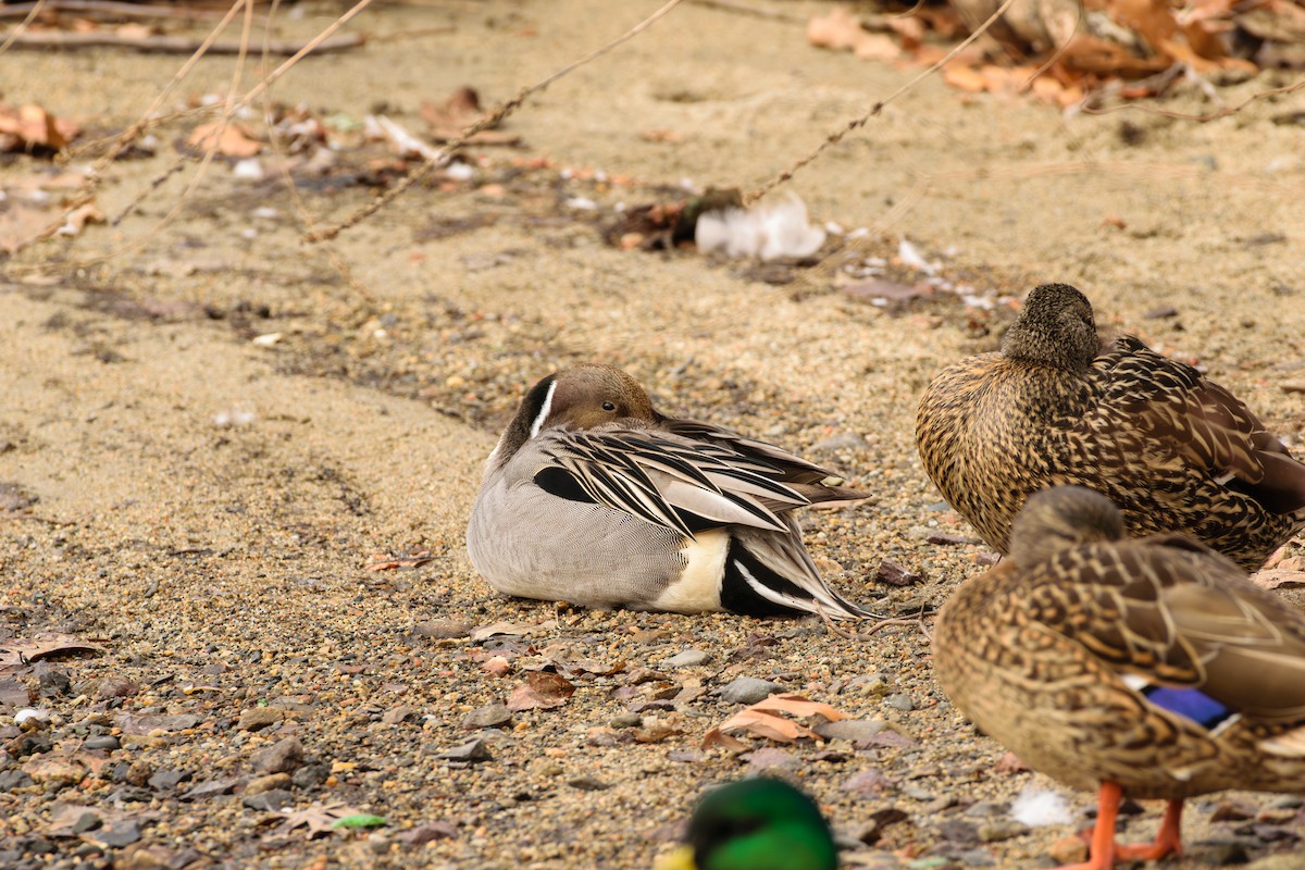 stjertand - ML632144252