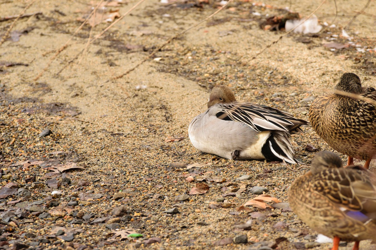 stjertand - ML632144253