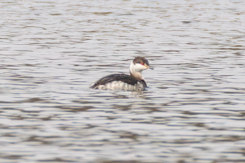 horndykker - ML632144259