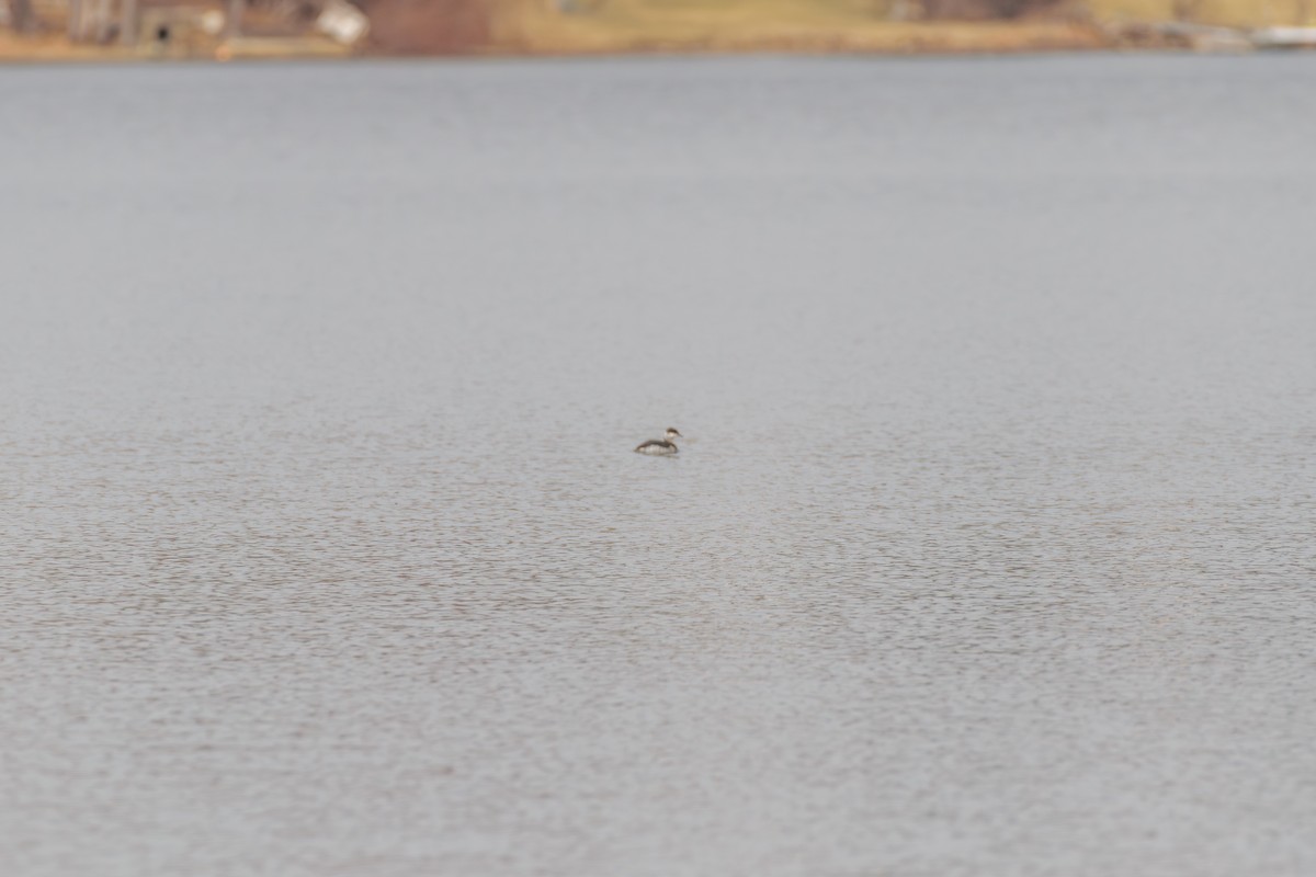 horndykker - ML632144262