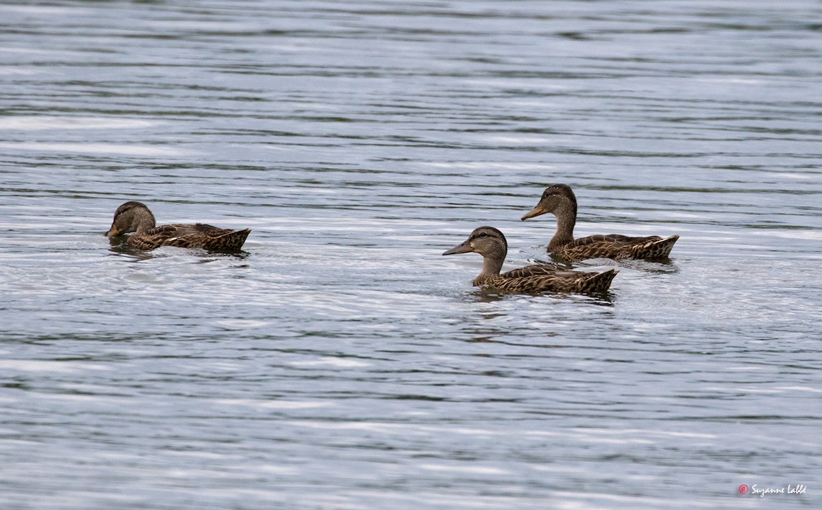 Mallard - ML63214431