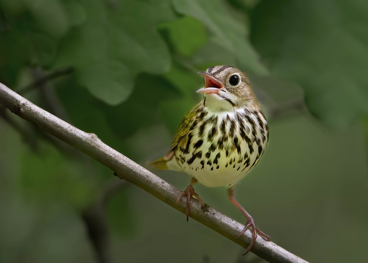 Ovenbird - Brian Smith