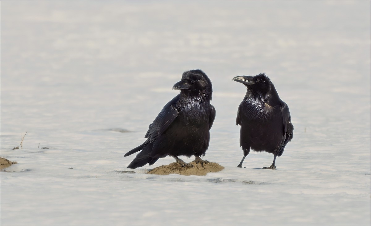 Common Raven - ML632144488