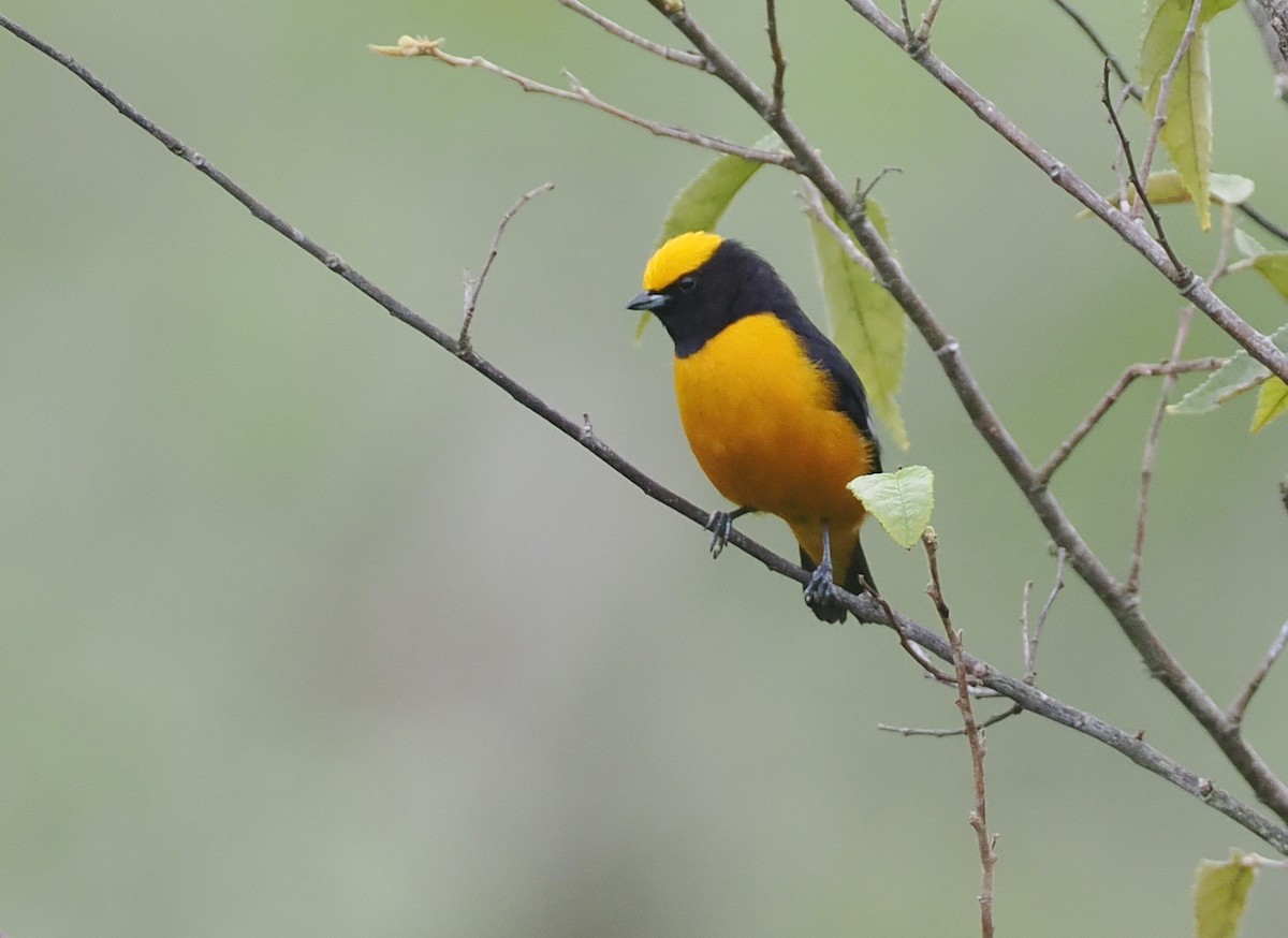 Orange-crowned Euphonia - ML632144587