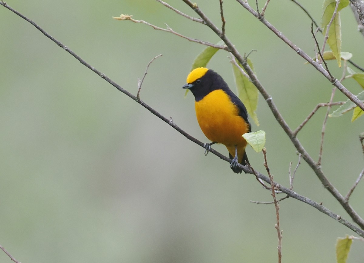 Orange-crowned Euphonia - ML632144603