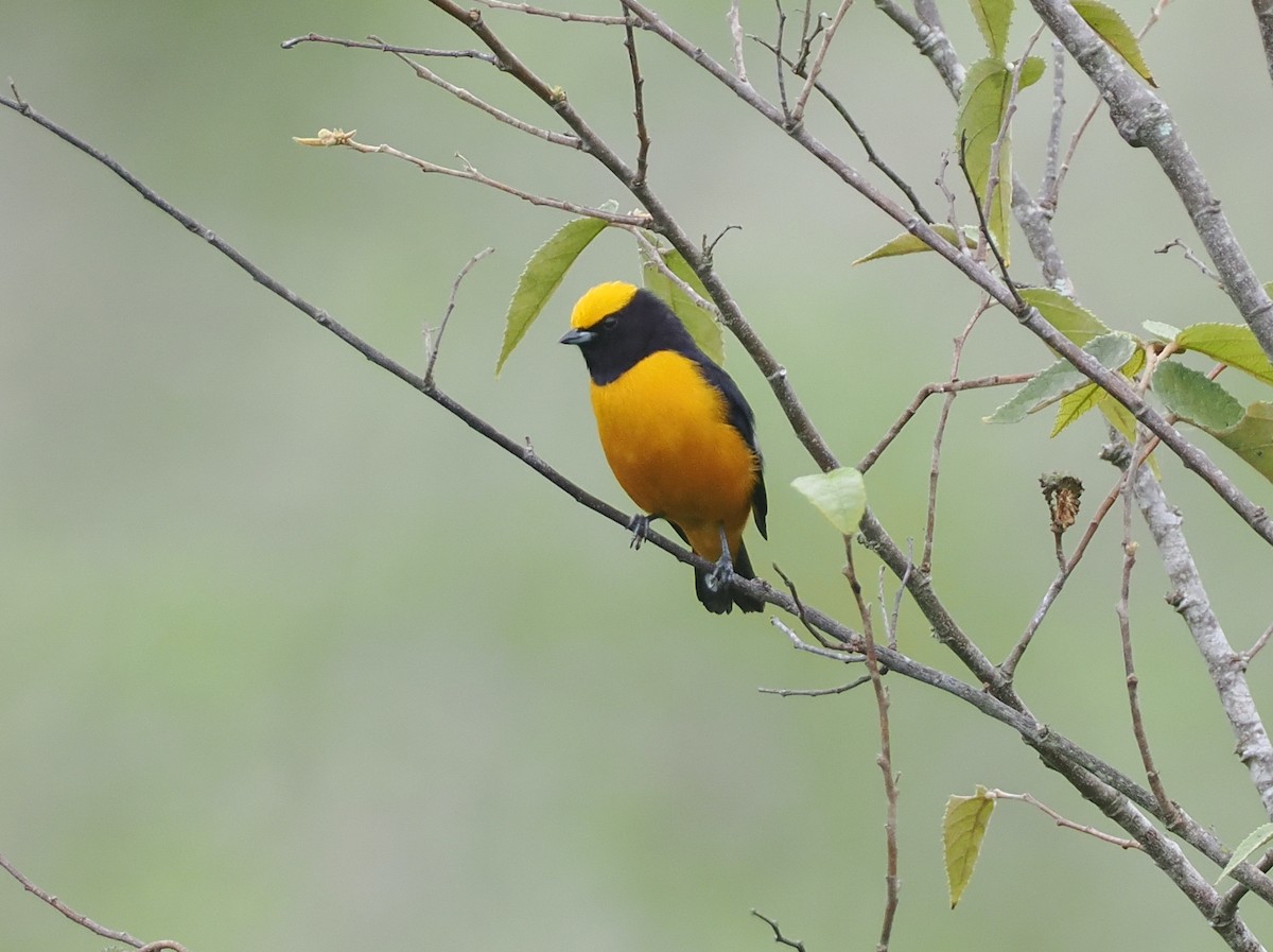 Orange-crowned Euphonia - ML632144637