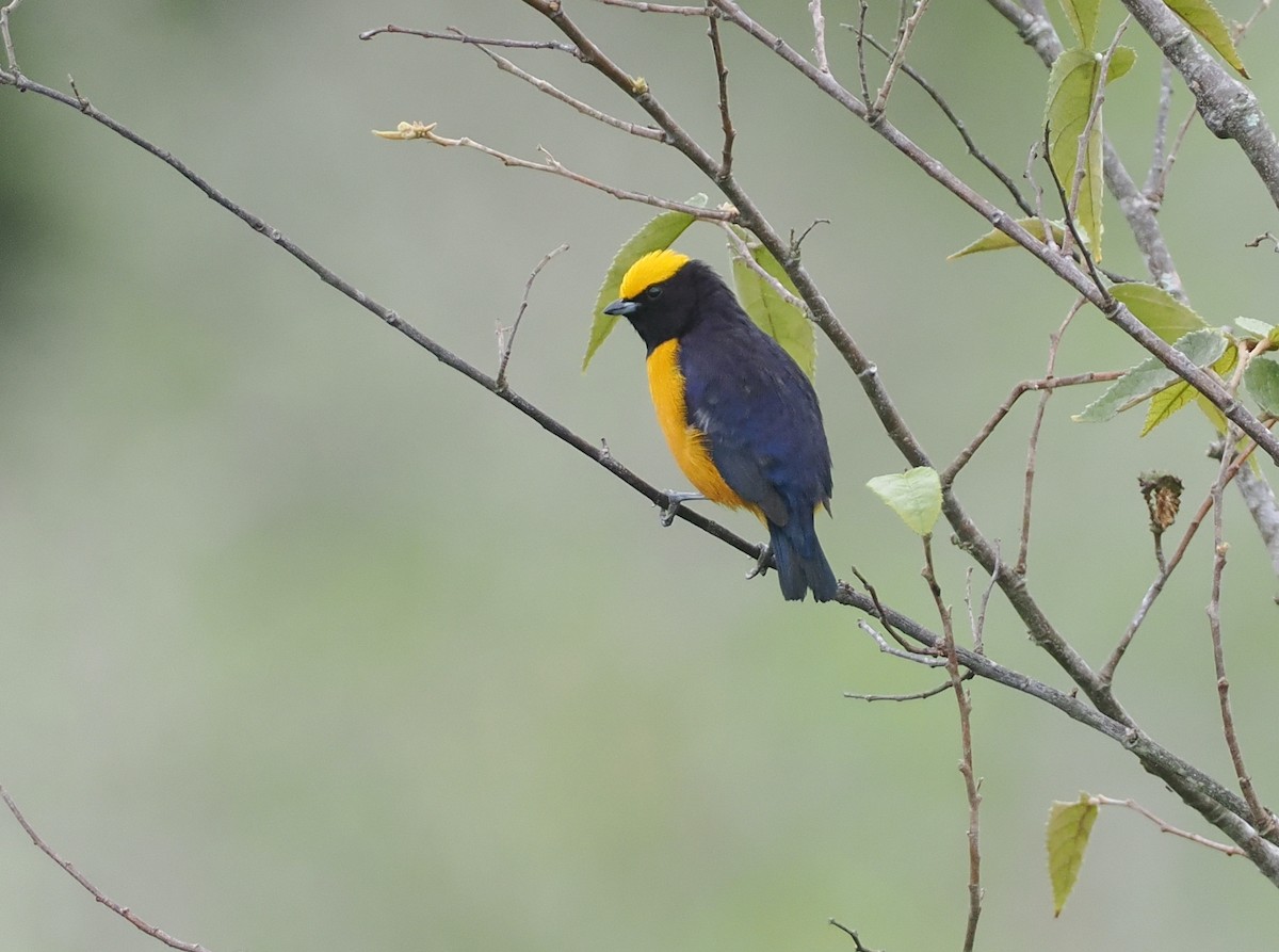 Orange-crowned Euphonia - ML632144648