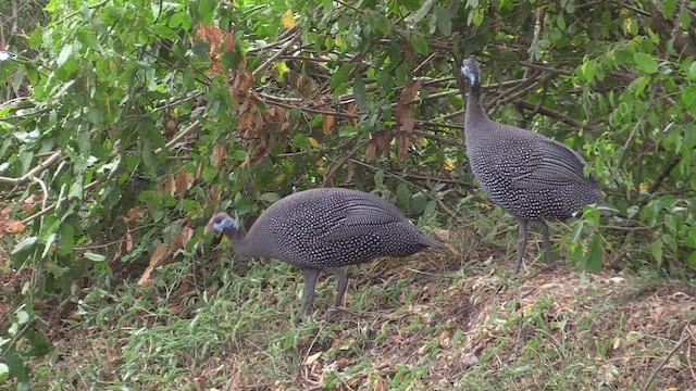 ホロホロチョウ - ML632144698