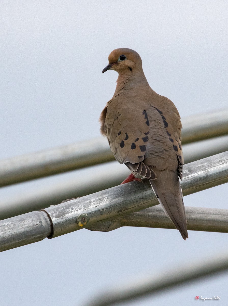 Mourning Dove - ML63214471