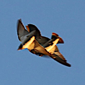 Masked Woodswallow - ML632144731