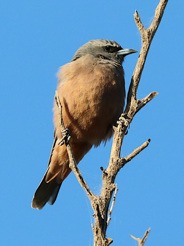 White-browed Woodswallow - ML632144761
