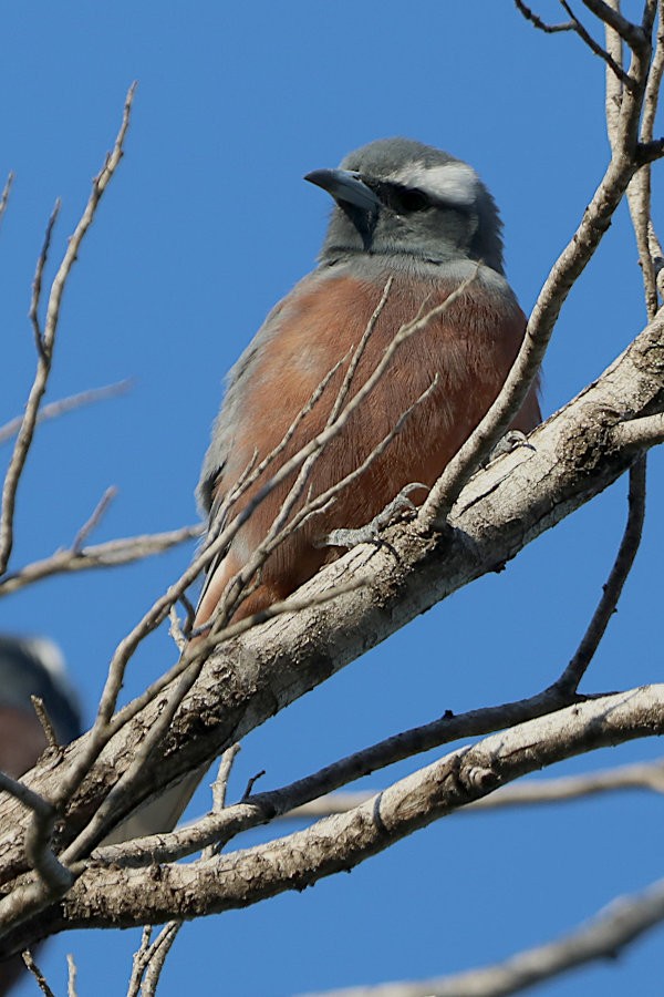 White-browed Woodswallow - ML632144763