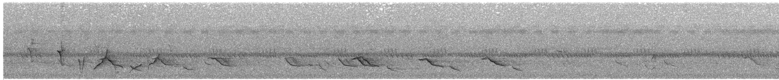 White-plumed Honeyeater - ML632144775