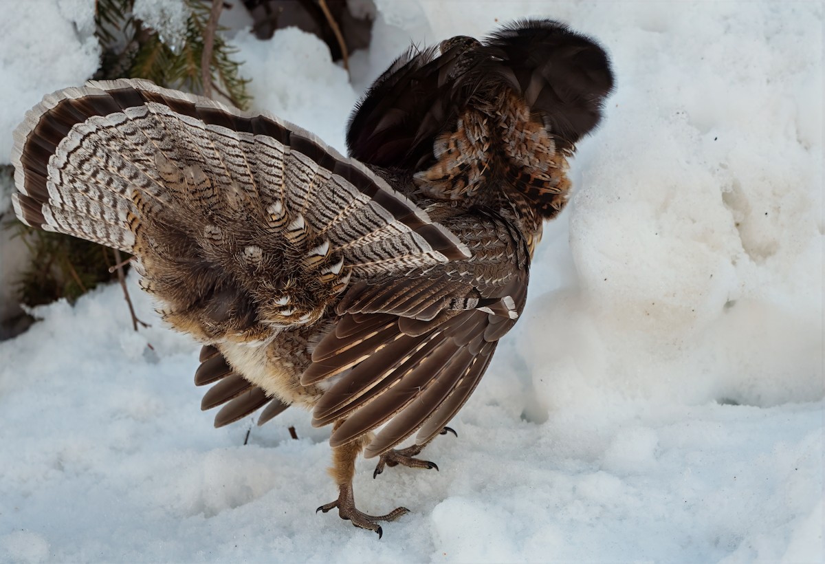 Ruffed Grouse - ML632144799
