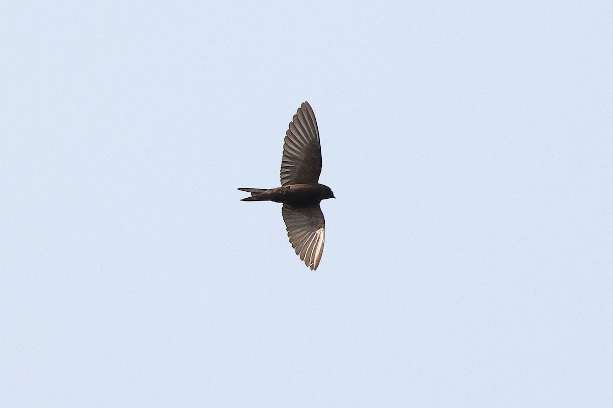 Fanti Sawwing - ML632145026