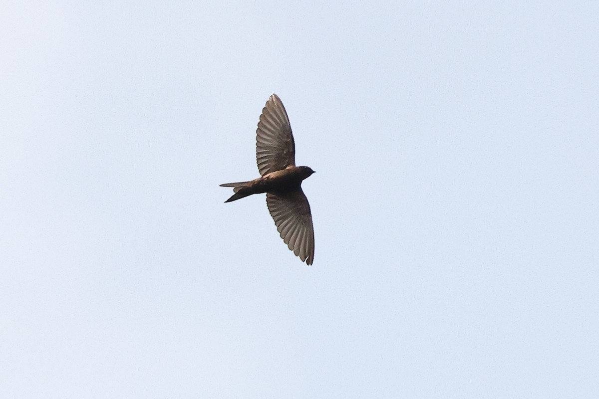 Fanti Sawwing - ML632145027