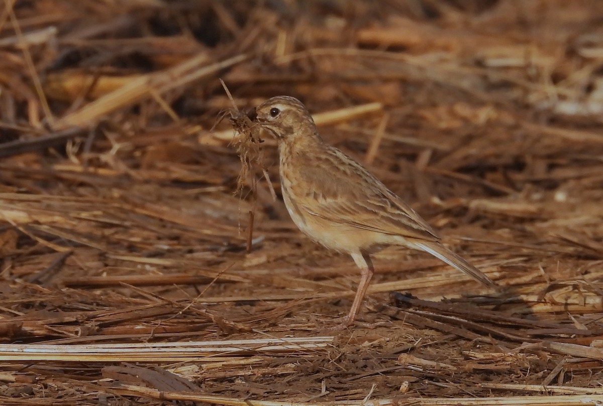 Paddyfield Pipit - ML632145137