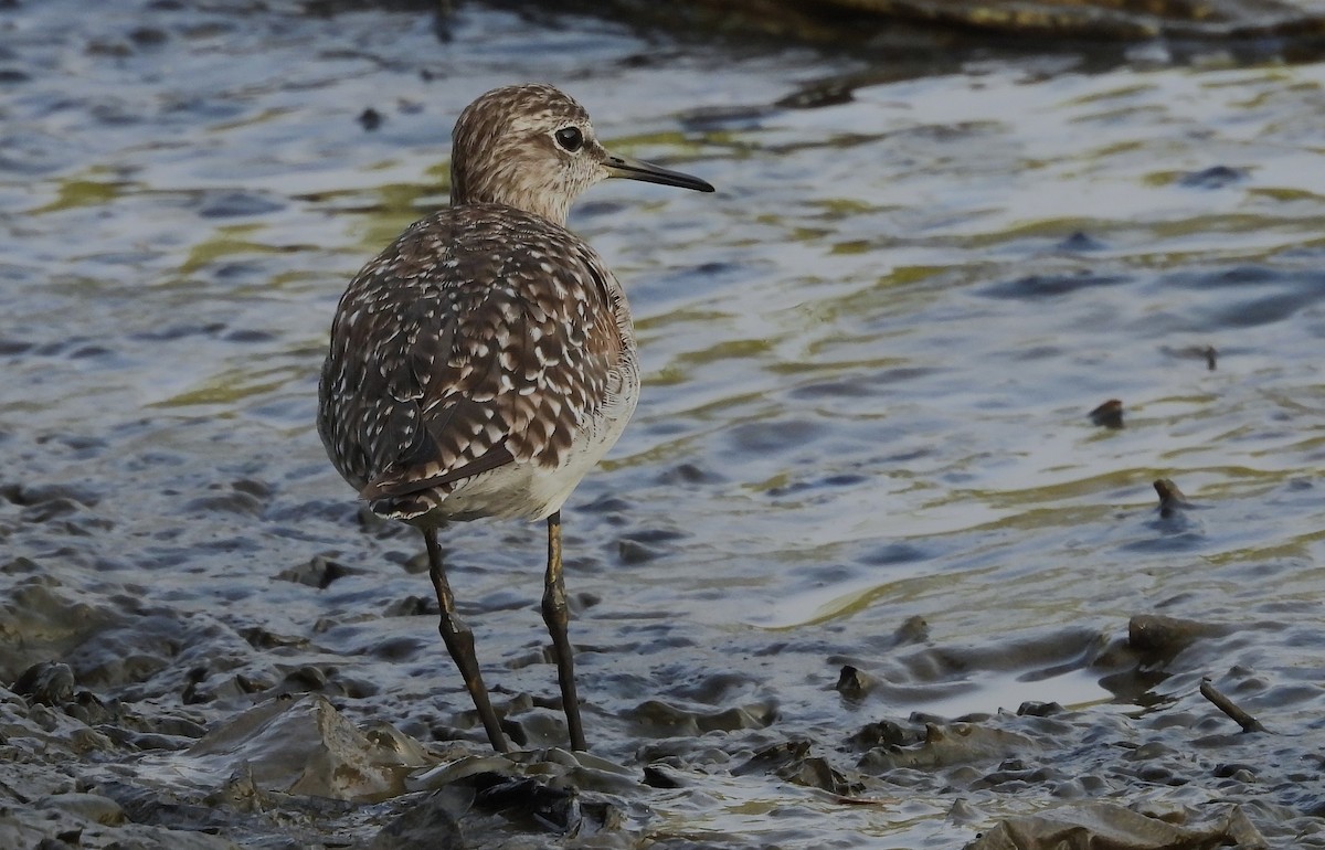Wood Sandpiper - ML632145142