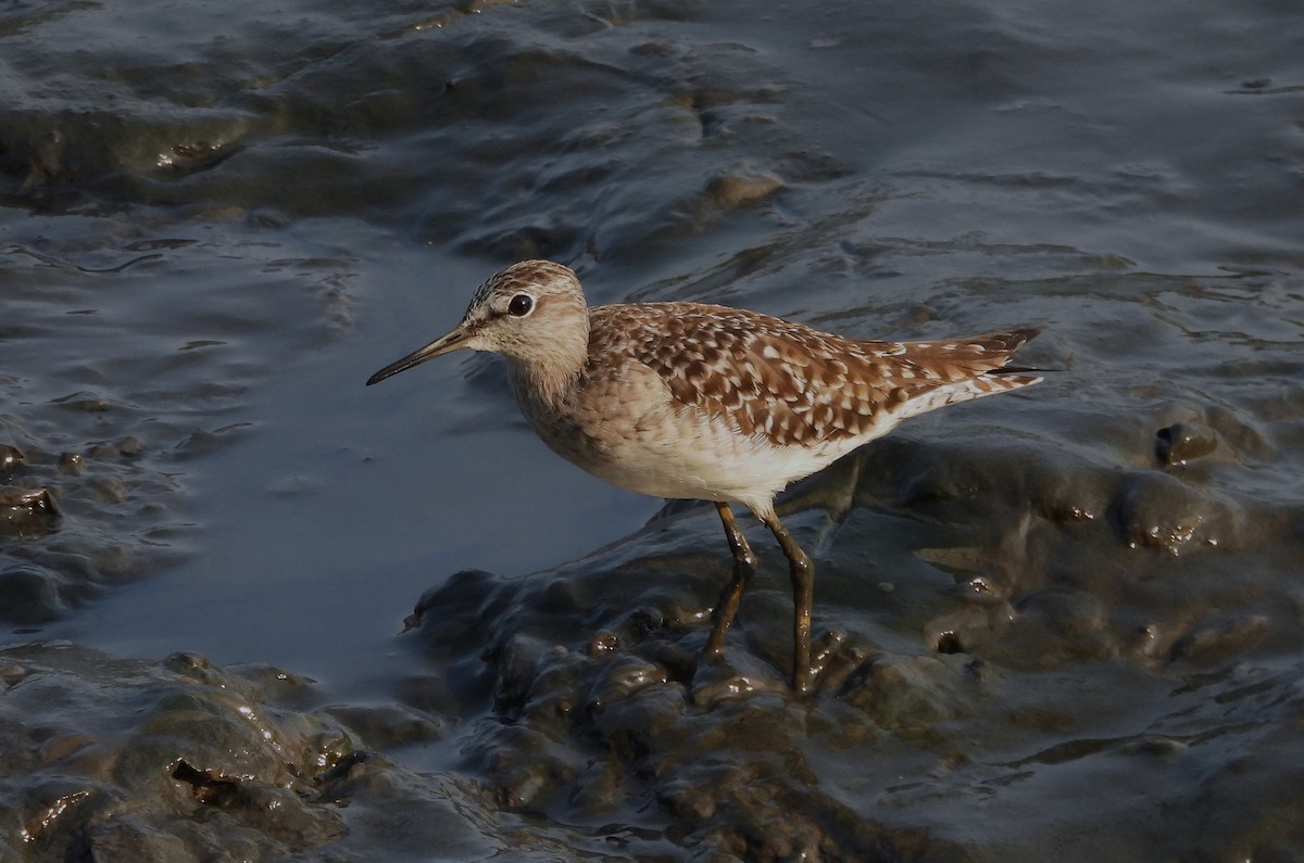 Wood Sandpiper - ML632145143