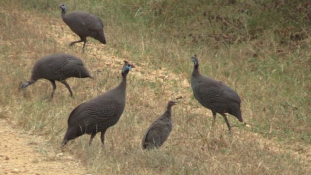 ホロホロチョウ - ML632145157