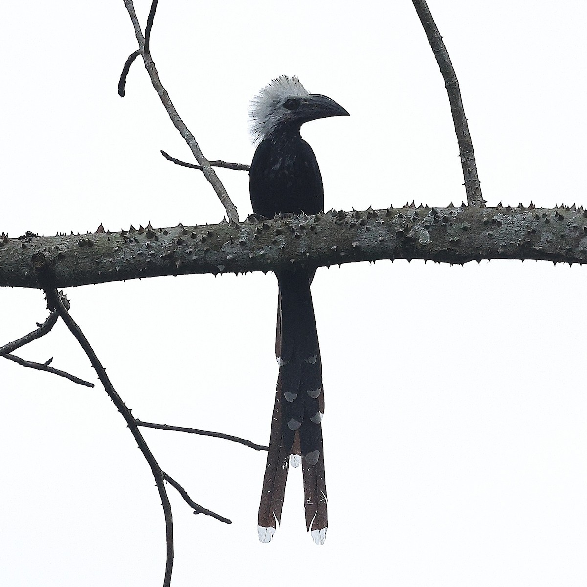 Western Long-tailed Hornbill - ML632145306