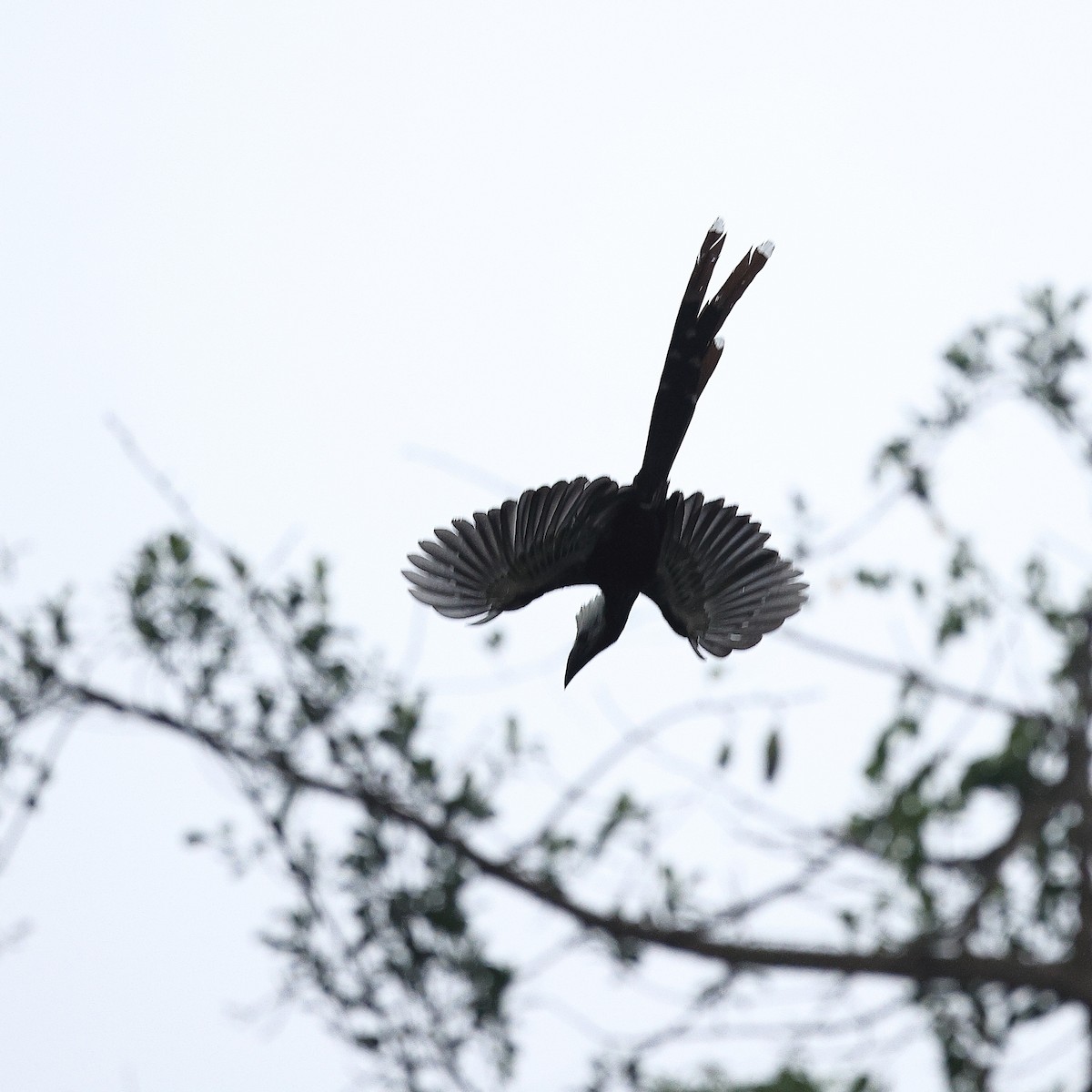 Western Long-tailed Hornbill - ML632145309