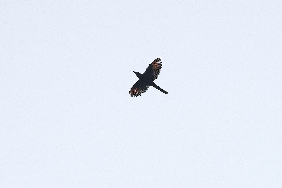 Chestnut-winged Starling (Hartlaub's) - ML632145327