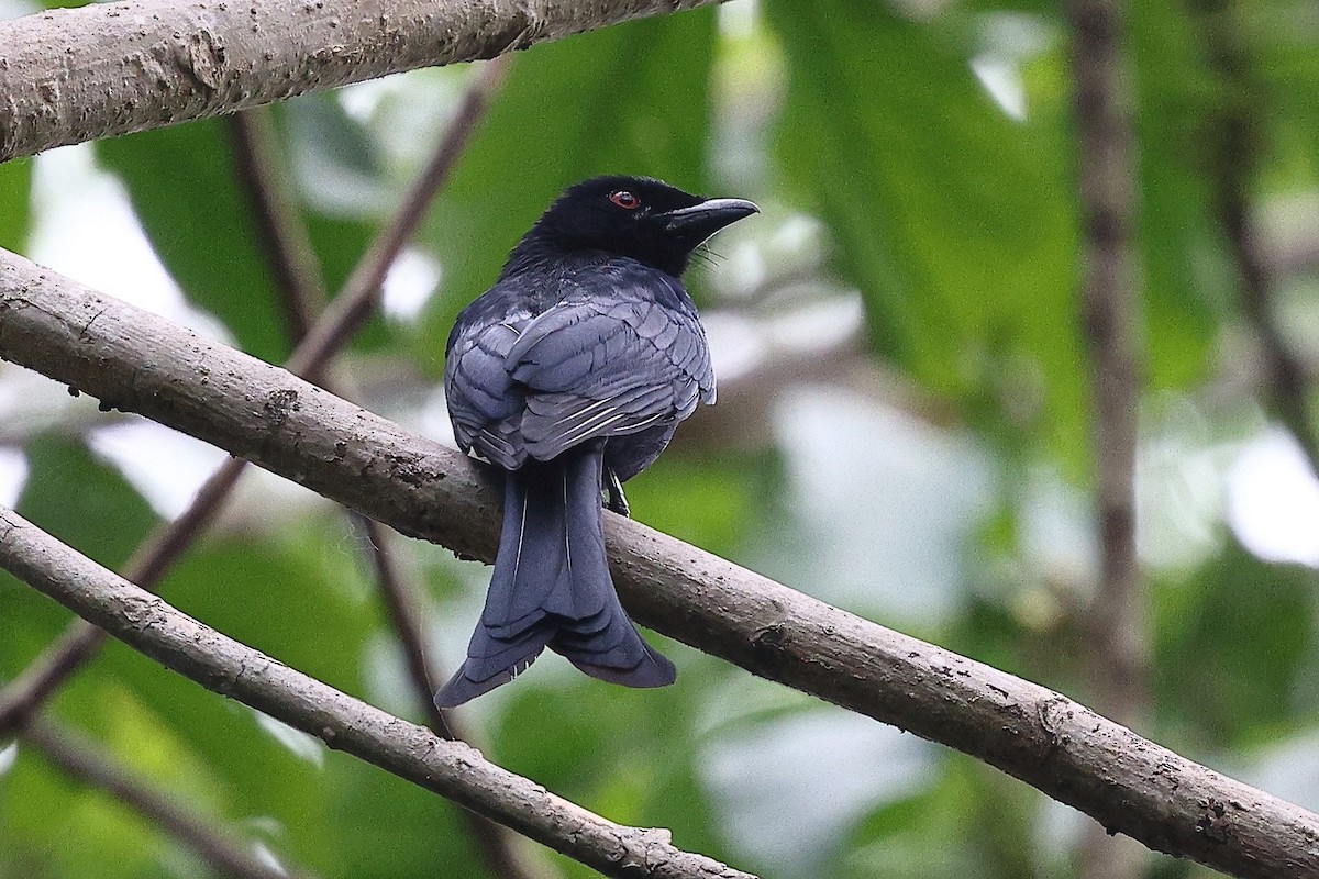 Drongo Modesto (atactus) - ML632145365