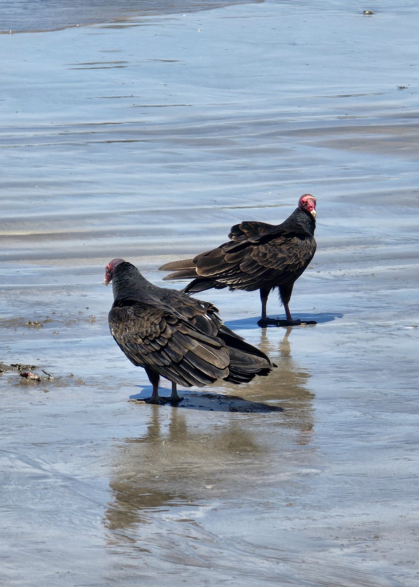 Turkey Vulture - ML632145433