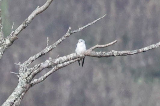 Black-winged Kite - ML632145492