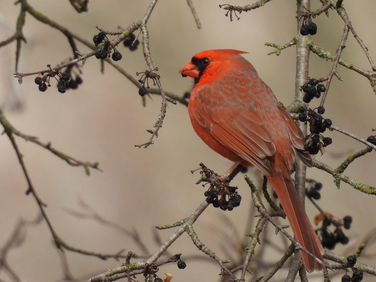 Cardenal Norteño - ML632145575
