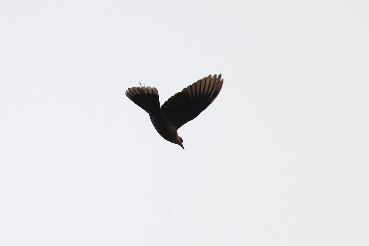 Western Bronze-naped Pigeon - ML632145738