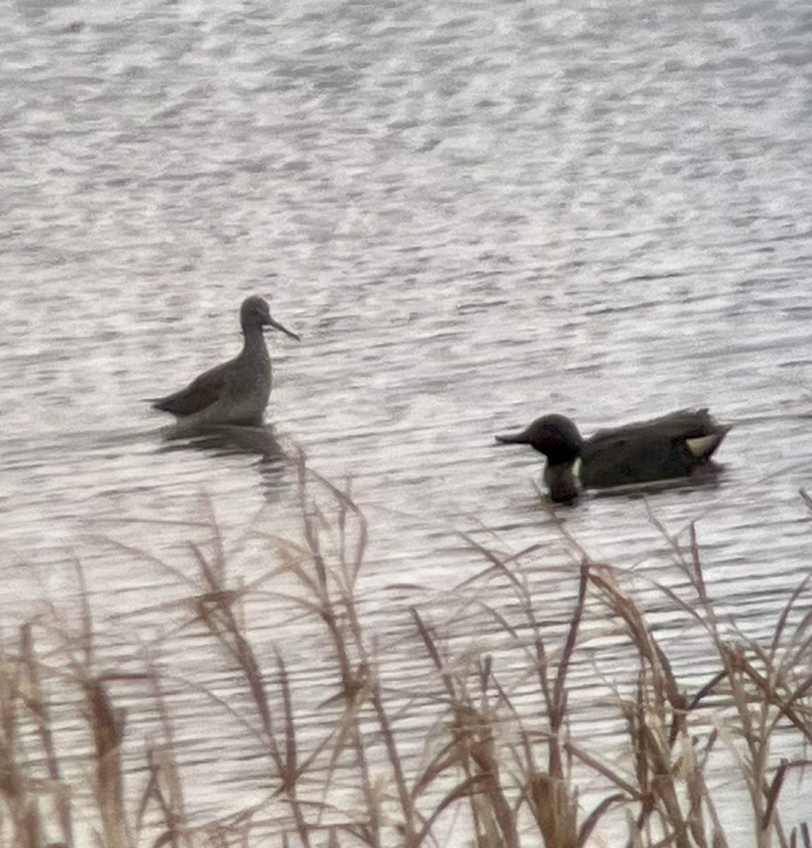 plystresnipe - ML632145841