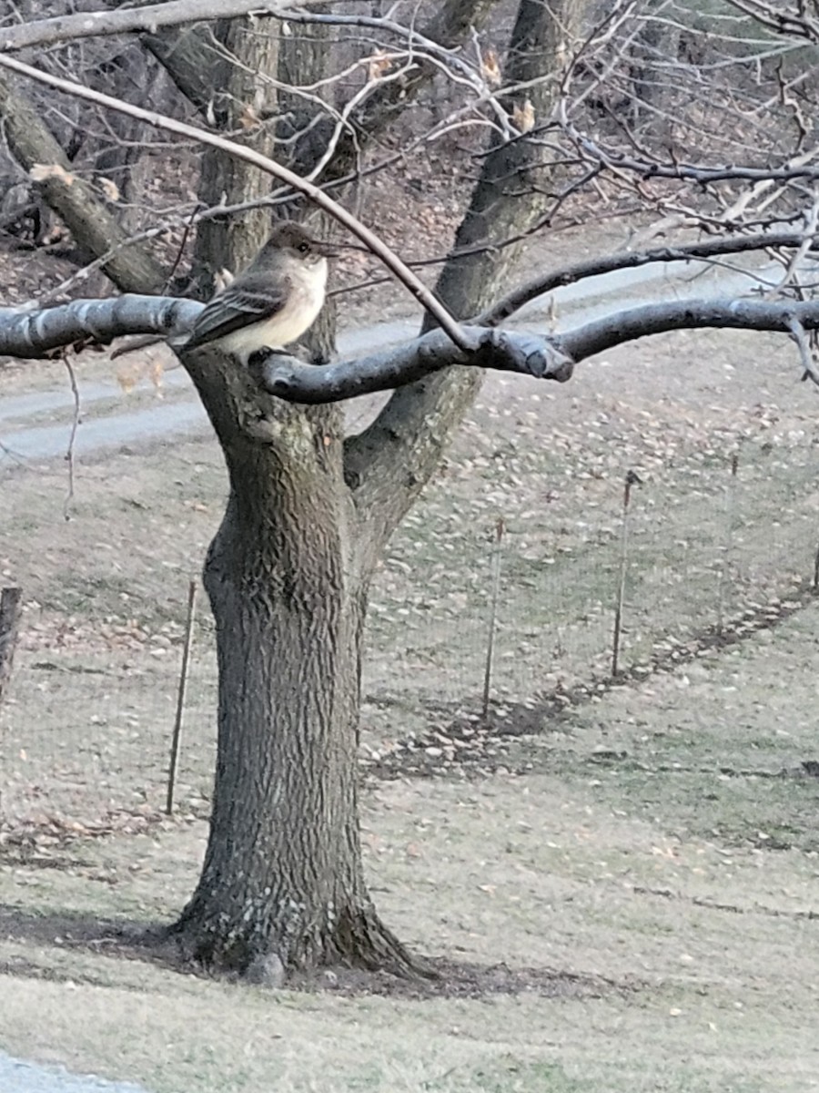 Eastern Phoebe - ML632145912