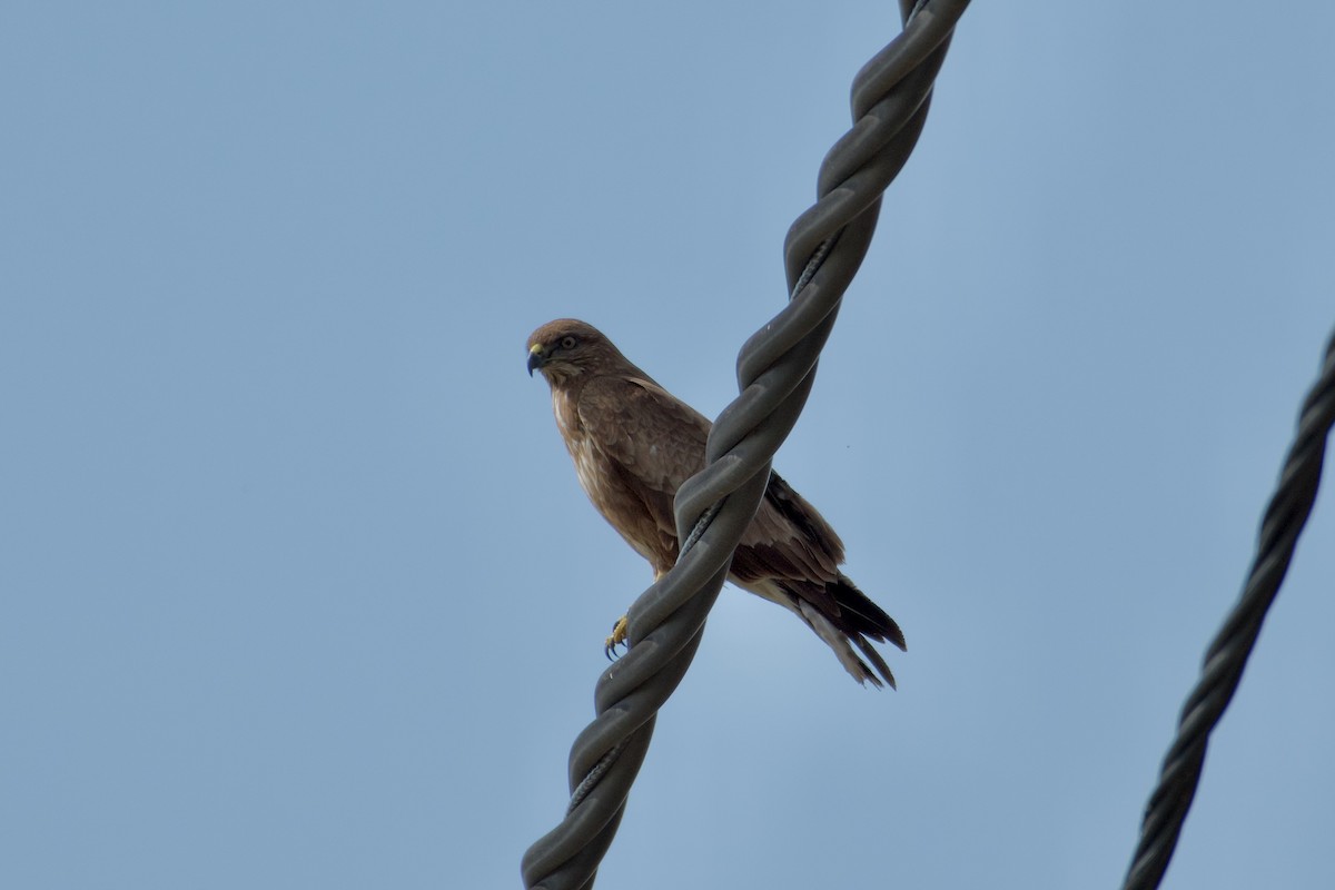 Şahin - ML632145919